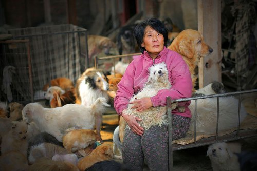 donna cinese salva i cani 2