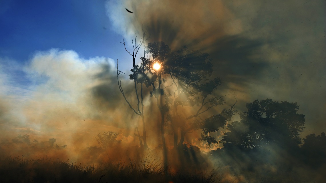 Il consumo di carne: la causa principale degli incendi in Amazzonia