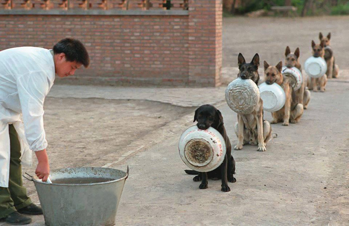Cina: cane poliziotto in fila per il cibo
