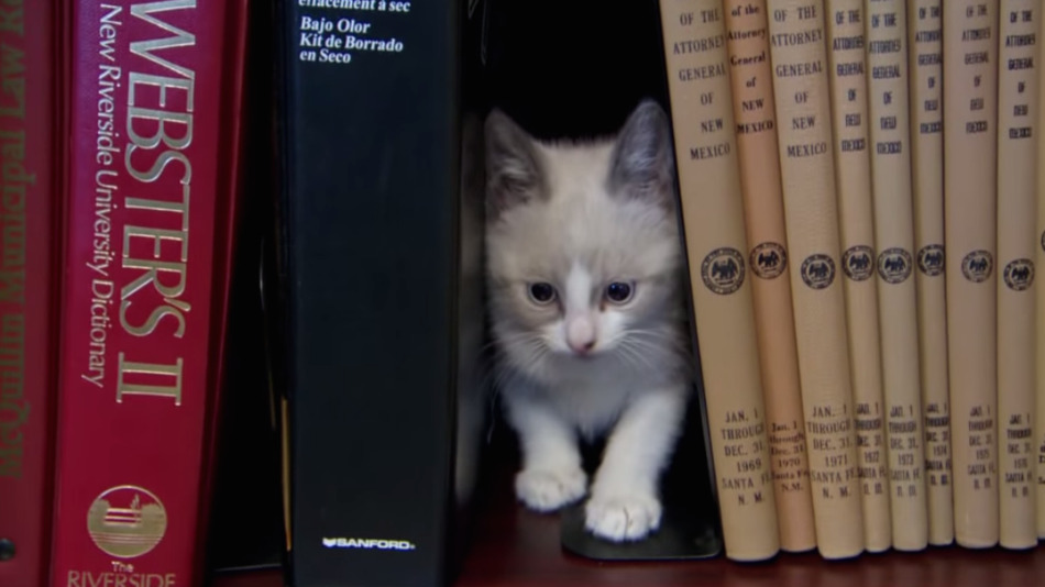 Biblioteca gatto
