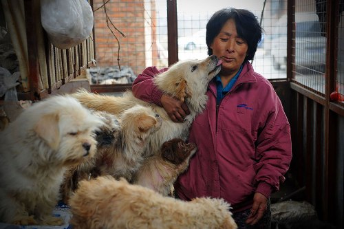 Donna cinese salva cani da macellazione